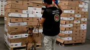 Kapıkule'de dondurulmuş tavuk sevkiyatında yarım ton uyuşturucu yakalandı