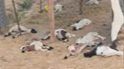 Bismil'de sahipsiz köpekler bir besicinin 15 kuzusunu öldürdü