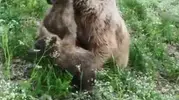 Artvin’de boz ayı ailesinin neşeli anları kameraya yansıdı