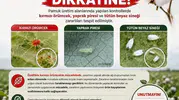 Aydınlı pamuk üreticileri için kırmızı örümcek alarmı
