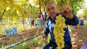 Manisalı üzüm üreticisi için kritik fiyat beklentisi