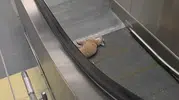 Başakşehir metrosunda kedi kurtarma operasyonu