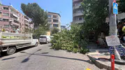 Aydın Efeler'de asırlık ağaç park halindeki araçların üzerine devrildi