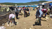Manisa’da çobanlar imece usulüyle koyun kırkımına başladı
