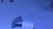 Çamlıhemşin merkezine inen ayılar çöp konteynerlerini oyuncak yaptı