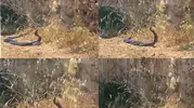 Mersin'de iki metre boyundaki yılanların kavgası kameraya yansıdı