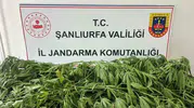 Suruç'ta yasa dışı kenevir baskını