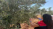 Şırnaklı zeytin üreticisinin bahçesinde ürün kaydı yapılıyor