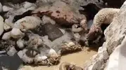 Hakkari yaylasında yaz ortasında kar kabusu yaşandı