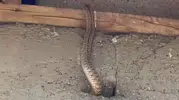 Yüksekova'da bir evi yılanlar ele geçirdi
