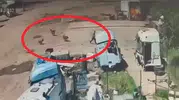 Silopi'de köpek dehşeti Baba ve amca saniyelerle yarıştı