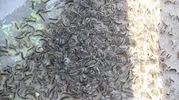 Karadeniz'de ağaçları kurutan kelebek istilası başladı