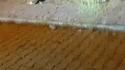 Elazığ sokaklarında kedi ve yılanın beklenmedik kavgası