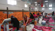 Türkiye’nin havuç ihtiyacını Konya tarlaları karşılıyor