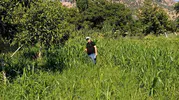Aydınlı çiftçiler mısır yerine daha az su tüketen sorgum otuna yöneldi