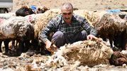 Şırnak yaylalarında koyunlar yaz hazırlığı için kırkılıyor