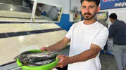Van Gölü’nde balık sezonu açıldı İnci kefali tezgaha döndü