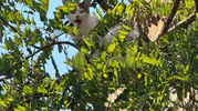 Alanya'da ağaçta mahsur kalan kediye belediye ekipleri vinçle ulaştı