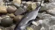 Bartın sahilinde ölü yunus bulundu