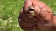 İnegöllü çiftçiden cesur hamle