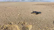 Antalya sahillerinde caretta caretta mesaisi başladı