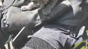 Kayseri'de yanan evden 6 kedi sağ çıktı