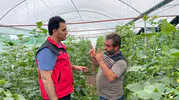 Suruç Ovasında gurbet bitti kendi tarlasının patronu oldular