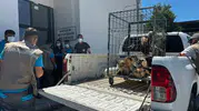 Kayseri'de tedavi edilen 35 yaban kuşu özgürlüğüne kavuştu