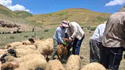 Yüksekova’da küçükbaş hayvanlar için sağlık ve kayıt seferberliği