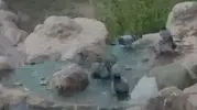 Elazığ’da sıcaklık rekorları güvercinleri havuza döktü