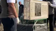 Sivas'ta yuvasından düşen iki yavru kuş yeniden özgürlüğüne kavuştu