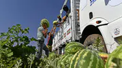 Diyarbakır karpuzunda hasat başladı ama çiftçinin yüzü gülmüyor