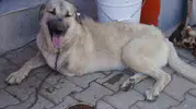 Silahla vurulan Yaman yeni hayatına uçuyor