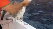Alanya açıklarında misinaya takılan martıyı balıkçılar kurtardı