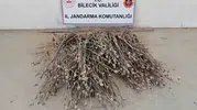 Bilecik’te gizlice haşhaş eken şüpheli jandarmaya yakalandı