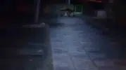 Bolu’da gece vakti oyun parkına dev bir misafir geldi