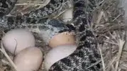 Tavuk yumurtasını yutan yılanı eliyle yakalayıp arkadaşlarını korkuttu
