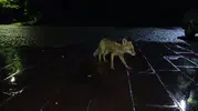 Kars sokaklarında yağmurlu günde beklenmedik misafir