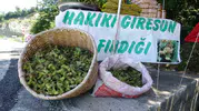 Giresun yolunda taze fındık mesaisi başladı