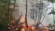 Karacabey ormanlarında alevler hızla kontrol altına alındı
