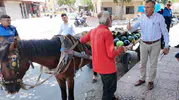 Sıcakta çalıştırılan at yeni hayatına merhaba dedi