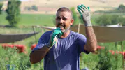 Soğan tarlasını sahneye çeviren işçi