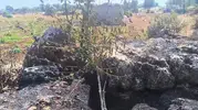 Dicle'de alevler meyve bahçelerini kül etti