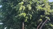 Rize’de ıhlamur toplarken canından oldu