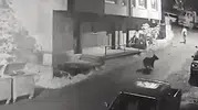 Çamlıhemşin merkezinde anne ayı dehşeti yaşandı