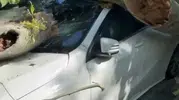Florya’da devrilen asırlık ağaç park halindeki aracı hurdaya çevirdi