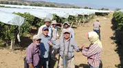 Sarıgöl ovasında üzüm bağları beyaz örtüyle korumaya alındı