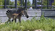 Ankara'nın yeni misafiri zebra yavrusuna isim arıyor
