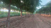 Sarıgöl bağlarında hasat öncesi hummalı çalışma