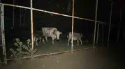 Aydın Çine’de yangın dehşeti Köylüler hayvanlarını halı sahaya sığındırdı
